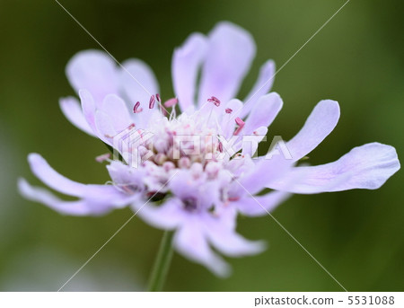 Light purple caterpillars 5531088