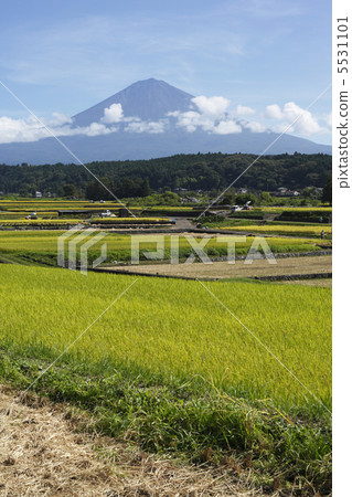 Harvesting rice and Mt. Fuji Harvesting rice and Mt. Fuji 5531101