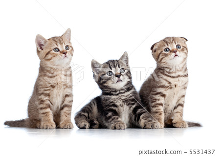 three funny Scottish kittens isolated on white background 5531437
