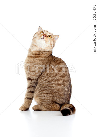 Scottish cat looking up Scottish cat looking up 5531479