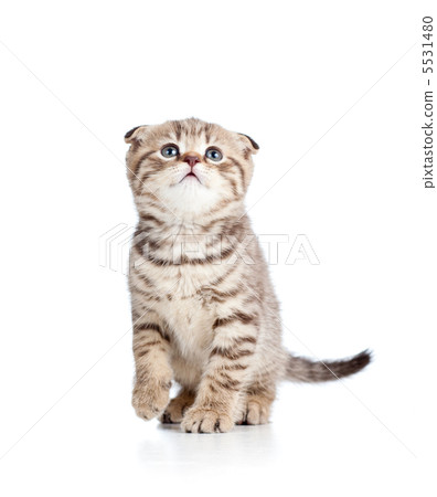 playful cat kitty  isolated on white background 5531480
