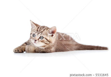 cute cat kitty over white background 5531645