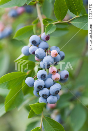 A fruitful blueberry A fruitful blueberry 5531778