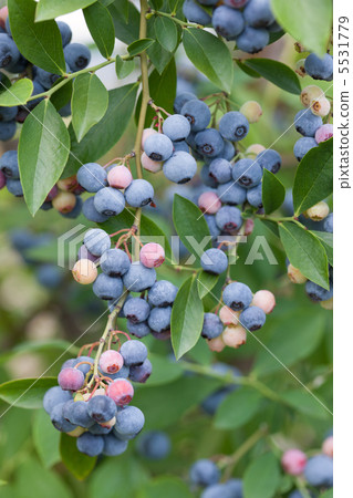 A fruitful blueberry A fruitful blueberry 5531779
