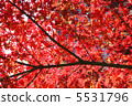 Autumn leaves of Kamakura 5531796