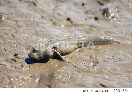 Mutsukuro Mutsukuro 5531804