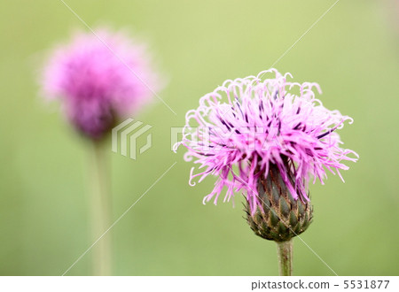 Tamura grass of red purple 5531877