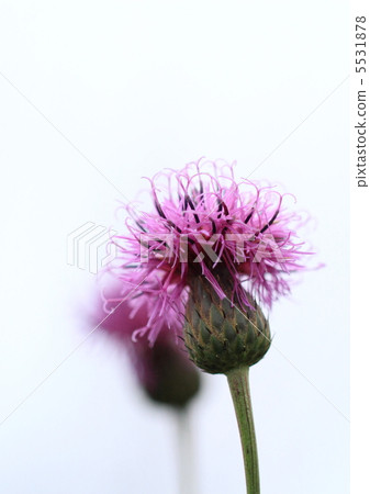 Tamura grass of red purple 5531878