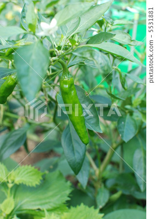 Shishitou Shishitou 5531881