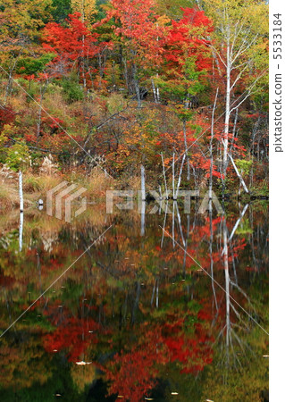 Autumn leaves of a pond at Norikura Kogen highway 5533184