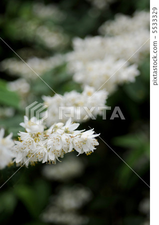 未知的花 5533329