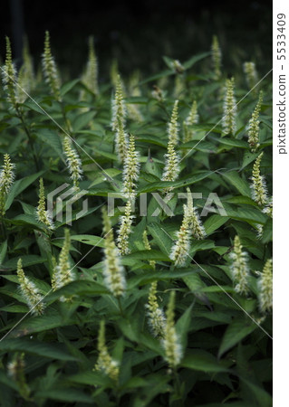 富士田納西州 富士田納西州 5533409