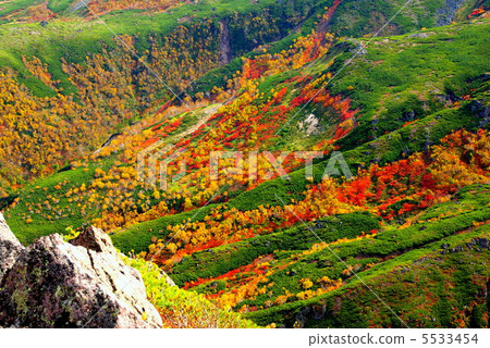 Autumn leaves of Mt. Autumn leaves of Mt. 5533454