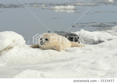 Goma Seal的父母和子女 5533457