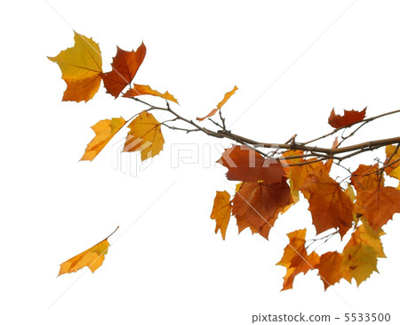 Leaves of Platanus Leaves of yellow fall yellow background 5533500