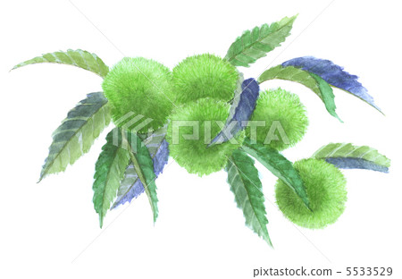 Chestnut with chestnut Chestnut with chestnut 5533529