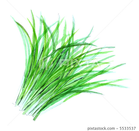 Barley young leaves Barley young leaves 5533537