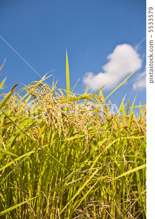 Rice reaping 5533579