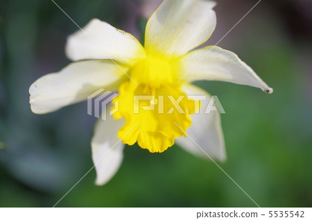 Tazetta水仙花 5535542