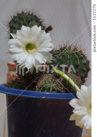 仙人掌 5535779