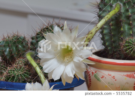 仙人掌 5535782