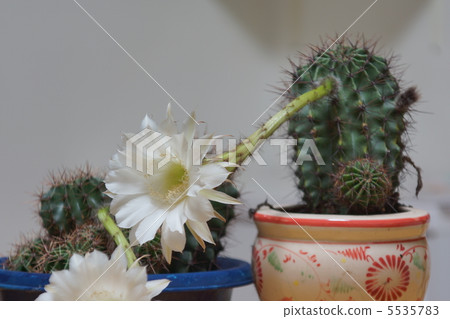 仙人掌 5535783