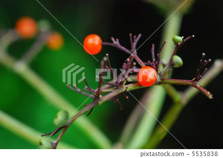 爪哇接骨木 5535838