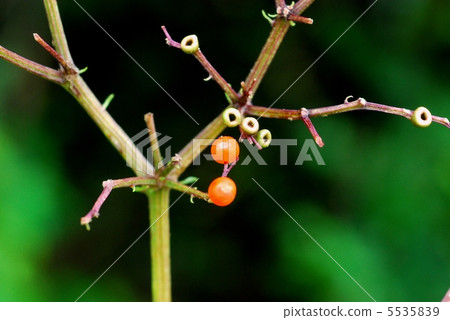 爪哇接骨木 5535839