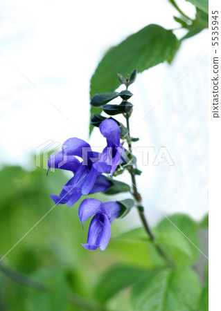Herbs Herbs 5535945
