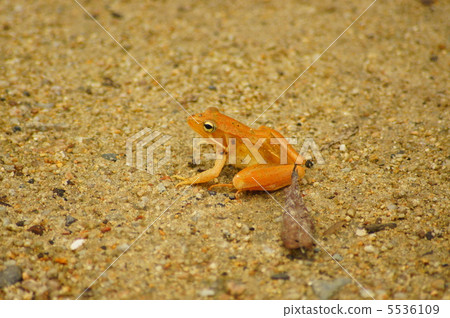 一隻青蛙 5536109