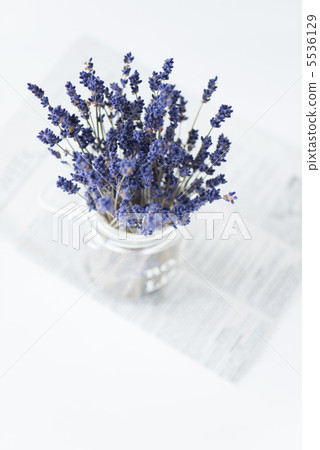 lavender 5536129