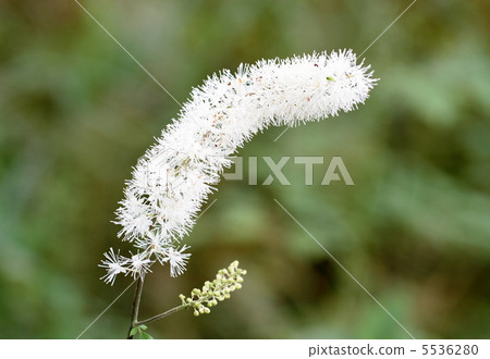 Sarasina shruma在高原 Sarasina shruma在高原 5536280