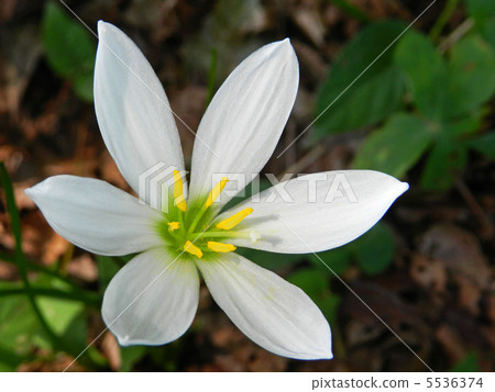 Thamas Dare (Tamaki) Thamas Dare (Tamaki) 5536374