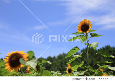 向日葵 5536398