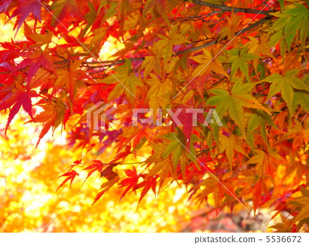 秋天的樹葉 秋天的樹葉 5536672