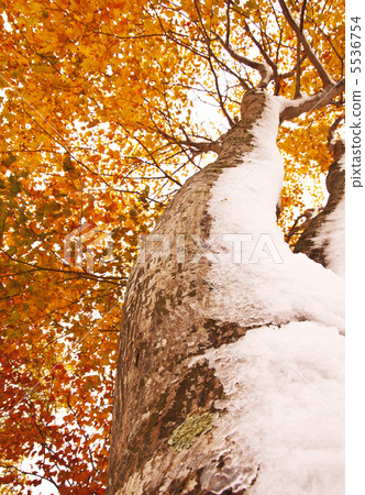 Autumn leaves and first snow natural image 5536754