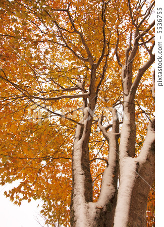 Autumn leaves and snow Nature image 5536755