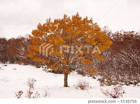 Autumn leaves of the snowy field Change of the season Red and white image material 5536756