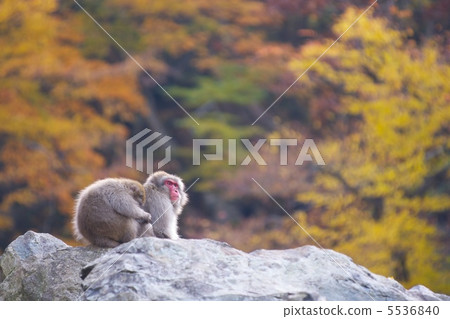 日本獼猴 日本獼猴 5536840