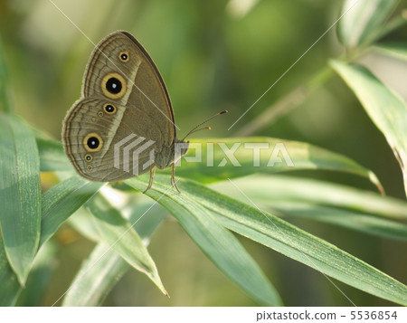 Himejanome Leaf右前方 5536854