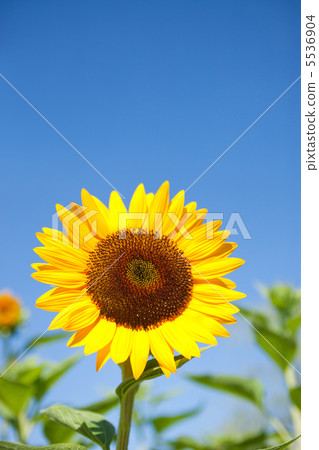 向日葵 向日葵 5536904