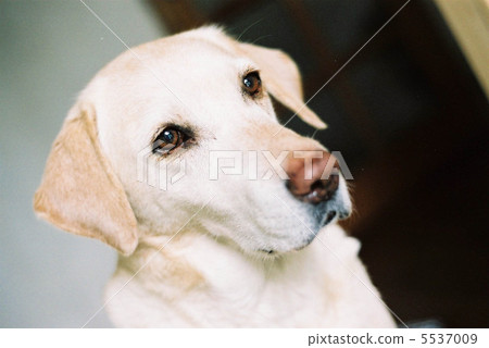 拉布拉多犬 拉布拉多犬 5537009