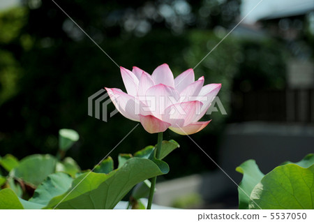 蓮花 蓮花 5537050