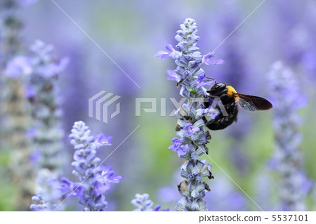 薰衣草和熊 5537101