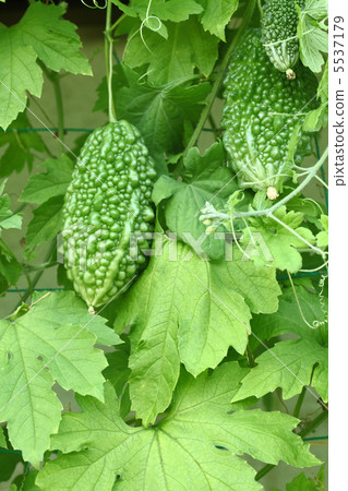 Bitter gourd Bitter gourd 5537179