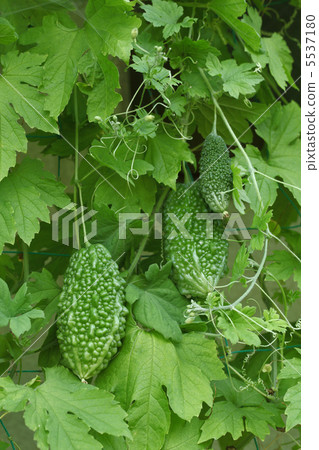 Bitter gourd Bitter gourd 5537180