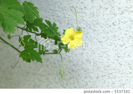 植物花 植物花 5537191