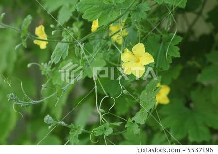 Botanical flowers Botanical flowers 5537196