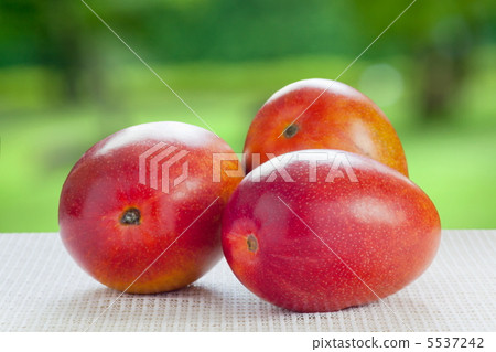Apple Mango 5537242