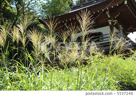 Susuki的早秋寺初秋的訪問 Susuki的早秋寺初秋的訪問 5537248